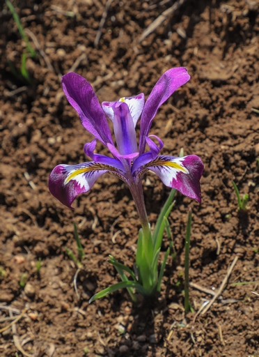 Iridodictyum kolpakowskianum